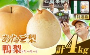 【先行予約】梨 なし 4kg 梨 旬 あたご梨 2 ～ 3玉 鴨梨 3 ～ 7玉 特選箱 石原果樹園 《11月中旬-12月下旬頃より発送予定》岡山県 浅口市 果物 フルーツ 梨 詰め合わせ 贈答用---124_3184_11b12c_25_24500_4kg---