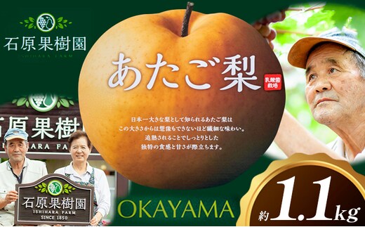 梨 あたご梨 1玉 約1.1kg 贈答箱入り 石原果樹園《2026年11月中旬-12月下旬頃出荷》岡山県 浅口市 フルーツ 果物 ギフト 贈り物 国産 岡山県産 送料無料---124_3323_11b12c_25_10500_1100g---