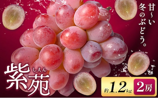 ぶどう紫苑 約1.2kg 2房【配送不可地域あり】 株式会社藍《2026年11月上旬-12月上旬頃出荷》 岡山県 浅口市 岡山県産 ぶどう フルーツ 果物 くだもの しえん 赤ぶどう 送料無料---124_c3399_11a12a_25_19500_1200g---