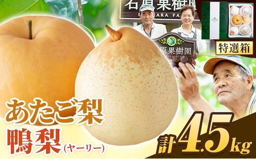 【先行予約】梨 なし 4.5kg あたご梨 2 ～ 3玉 鴨梨 3 ～ 7玉 特選箱 石原果樹園 なし フルーツ 果物 新鮮《11月中旬-12月下旬頃より発送予定》岡山県 浅口市 果物 フルーツ 梨 詰め合わせ 贈答用---124_3185_11b12c_25_27000_4500g---