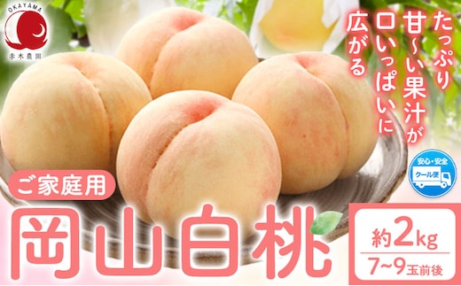 【2026年先行予約】ご家庭用 岡山白桃 約2kg (7~9玉前後) 赤木農園 《2026年7月上旬-8月上旬頃より発送》 岡山県 浅口市 フルーツ モモ 果物 青果 旬 白桃 桃 【配送不可地域あり】（北海道・沖縄・離島）---124_c1994_7a8a_25_15500_2000g---