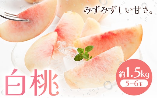 【先行予約】白桃 約1.5kg もも モモ 岡山 国産 フルーツ 果物 桃茂實苑《6月中旬-8月下旬頃出荷》岡山県 浅口市 フルーツ モモ 果物 青果 旬 白桃 国産 岡山県産【配送不可地域あり】---124_c2127_6b8c_25_31000_1500g---