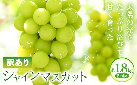 訳あり シャインマスカット 約1.8kg(2~4房) 株式会社日本植生グループ本社 NISSHOKU FARM《9月下旬-12月末頃出荷》葡萄 ブドウ ぶどう 浅口市 【配送不可地域あり】 (離島)---124_c3266_9c12m_25_17500_1800g---