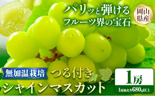 【先行予約】岡山県産 つる付き シャインマスカット 1房 (680g以上) 無加温栽培 有限会社ホーティカルチャー神島《9月上旬-10月中旬頃に出荷予定》岡山県 浅口市 マスカット ぶどう 葡萄 果物【配送不可地域あり】---124_c3565_9a10b_25_18500_1h---