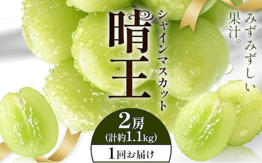 【2026年発送先行予約】シャインマスカット 晴王 1回お届け 2房(合計約1.1kg) シャイン マスカット《2026年9月中旬-10月中旬頃出荷予定》 晴レ乃青果(岡山中央卸売市場店(富士紙工有限会社)) 送料無料 岡山県 浅口市 フルーツ 果物 岡山県産【配送不可地域あり】---124_c2236_9b10b_31000_1100---