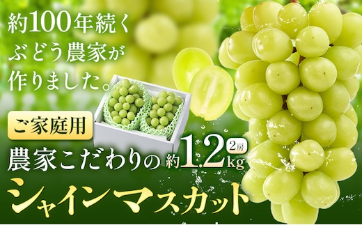 【2026年先行予約】ぶどう シャインマスカット ご家庭用 農家こだわりの シャインマスカット 約1.2kg 2房《2026年9月中旬-10月下旬頃出荷(土日祝除く)》 Nini farm マスカット 送料無料 岡山県 浅口市 フルーツ 果物 贈り物 岡山県産 果物---124_c2253_9b10c_25_15000_1200g---