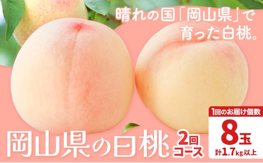 【先行予約】岡山の白桃2回コース 8玉 (1.7kg以上) 株式会社山博 (中本青果)《2026年7月上旬から8月上旬出荷》岡山県 浅口市 桃 もも フルーツ 送料無料 冷蔵 定期便【配送不可地域あり】（北海道・沖縄・離島）---124_c1845_7a8a_25_54500_tei---