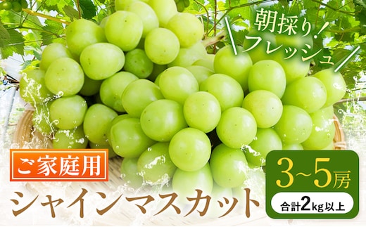 ご家庭用 シャインマスカット 3-5房 (合計2kg以上) OEC KINGDOMぶどう家《8月下旬-10月上旬頃出荷》岡山県 浅口市 ぶどう 果物 訳あり【配送不可地域あり】（離島）---124_c3257_8c10a_25_20500_2kg---