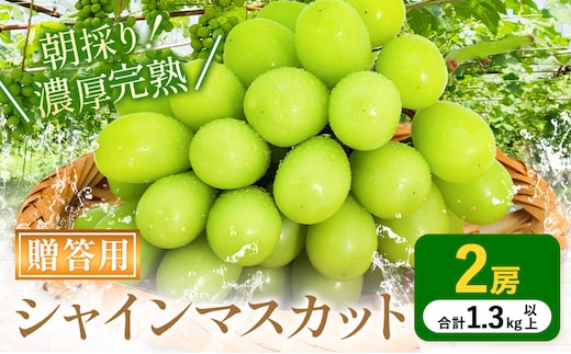 贈答クラス シャインマスカット 2房 (合計1.3kg以上) OEC KINGDOMぶどう家 《8月下旬-10月上旬頃出荷》岡山県 浅口市 ぶどう 果物 贈答用【配送不可地域あり】（離島）--124_c3255_8c10a_25_21500_2p---