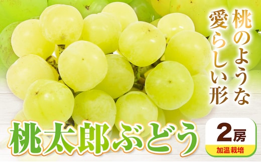 【先行予約】岡山県産 桃太郎ぶどう 2房 加温栽培【配送不可地域あり】《7月中旬-8月中旬頃に出荷予定(土日祝除く)》有限会社ホーティカルチャー神島---124_c3557_7b8b_25_25500_2h---