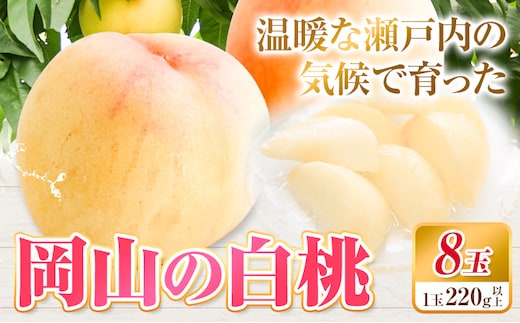 【先行予約】白桃 岡山 8玉 有限会社ホーティカルチャー神島《7月中旬-8月中旬頃出荷》岡山県 浅口市 桃 もも フルーツ 旬 果物 国産 岡山県産 送料無料 冷蔵【配送不可地域あり】---124_c3553_7b8b_25_25500_8tm---