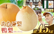 【先行予約】梨 なし 4.5kg あたご梨 2 ～ 3玉 鴨梨 3 ～ 7玉 特選箱 石原果樹園 なし フルーツ 果物 新鮮《11月中旬-12月下旬頃より発送予定》岡山県 浅口市 果物 フルーツ 梨 詰め合わせ 贈答用---124_3185_11b12c_25_27000_4500g---