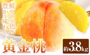 黄金桃 約3.8kg 花田青果株式会社《8月下旬-9月上旬頃出荷》岡山県 浅口市 黄桃 桃 もも 旬 フルーツ 果物 【配送不可地域あり】（離島）---124_c2531_8c9a_25_21000_38k---