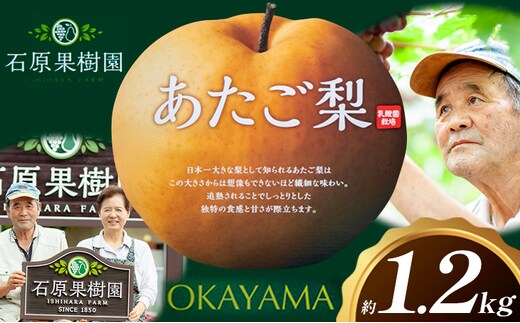 梨 あたご梨 1玉 約1.2kg 贈答箱入り 石原果樹園《2026年11月中旬-12月下旬頃出荷》岡山県 浅口市 フルーツ 果物 ギフト 贈り物 国産 岡山県産 送料無料---124_3324_11b12c_25_11000_1200g---
