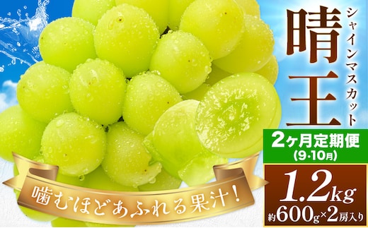【2026年先行予約】【2ヶ月定期便】ぶどう シャインマスカット 晴王 約1.2kg(約600g×2房入り)×2ヶ月定期便 満天フルーツ《9月上旬-10月末頃出荷》岡山県 浅口市 マスカット フルーツ 果物 お取り寄せフルーツ 贈り物 ギフト 岡山県産【配送不可地域あり】---124_c1981_25_57000_1200g_tei---