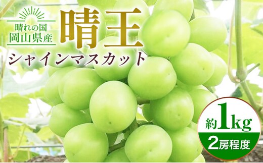 ぶどう シャインマスカット晴王 約1kg 橋田商店有限会社《9月中旬-11月中旬頃出荷》 岡山県 浅口市 岡山県産 ぶどう フルーツ 果物 くだもの マスカット 送料無料【配送不可地域あり】(北海道・沖縄・離島)---124_c3757_9b11b_25_23000_1kg---