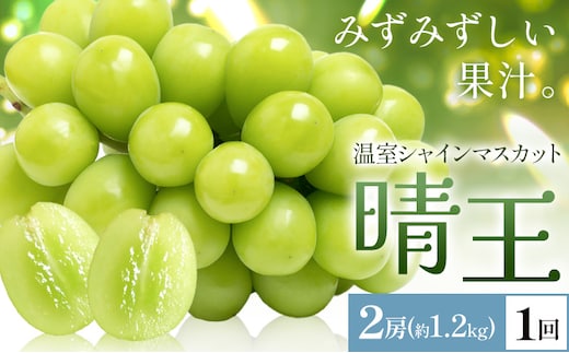 【2026年発送先行予約】シャインマスカット 温室 晴王 2房(合計約1.2kg) 1回お届け シャイン マスカット《2026年7月中旬-8月中旬頃出荷》晴レ乃青果 (岡山中央卸売市場店(富士紙工 有限会社)) 送料無料 岡山県 浅口市 フルーツ 果物 岡山県産【配送不可地域あり】---124_c2221_7b8b_45000_1200---