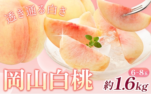 【2026年先行予約】桃 岡山白桃 約1.6kg 6-8玉 株式会社藍《2026年7月中旬-7月末頃より発送予定》 岡山県 浅口市 岡山県産 もも フルーツ 果物 くだもの 白桃 送料無料---124_c1986_7b7m_25_19000_1600g---