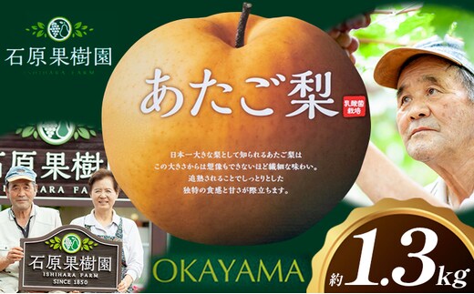 梨 あたご梨 1玉 約1.3kg 贈答箱入り 石原果樹園《2026年11月中旬-12月下旬頃出荷》岡山県 浅口市 フルーツ 果物 ギフト 贈り物 国産 岡山県産 送料無料---124_3325_11b12c_25_11500_1300g---