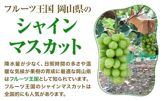 贈答用 フルーツ王国 岡山県産 シャインマスカット 化粧箱入り 2房