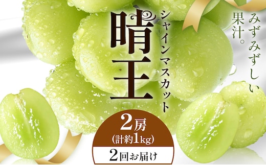 【2026年発送先行予約】シャインマスカット 晴王 2回お届け 2房(合計約1kg) シャイン マスカット《2026年9月中旬-10月中旬頃出荷予定》 晴レ乃青果(岡山中央卸売市場店(富士紙工有限会社)) 送料無料 岡山県 浅口市 フルーツ 果物 岡山県産【配送不可地域あり】---124_c2237_9b10b_56000_sep2_tei---