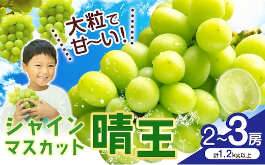 【2026年先行予約】シャインマスカット【晴王】 岡山県産 2～3房(計1.2kg以上) 株式会社Myself《2026年9月上旬-10月下旬頃出荷》マスカット 送料無料 岡山県 浅口市 ぶどう フルーツ 果物 贈り物 ギフト---124_c2426_9a10c_17000_3p---