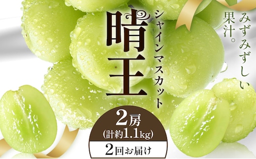 【2026年発送先行予約】シャインマスカット 晴王 2回お届け 2房(合計約1.1kg) シャイン マスカット《2026年9月中旬-10月中旬頃出荷予定》 晴レ乃青果(岡山中央卸売市場店(富士紙工有限会社)) 送料無料 岡山県 浅口市 フルーツ 果物 岡山県産【配送不可地域あり】---124_c2238_9b10b_60000_sep2_tei---