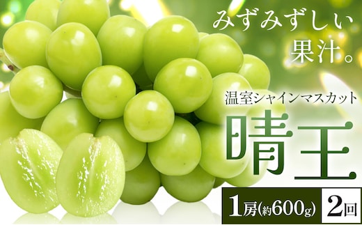 【2026年発送先行予約】シャインマスカット 温室 晴王 1房(約600g) 2回お届け シャイン マスカット《2026年7月中旬-8月中旬頃出荷》晴レ乃青果 (岡山中央卸売市場店(富士紙工 有限会社)) 送料無料 岡山県 浅口市 フルーツ 果物 岡山県産【配送不可地域あり】---124_c2223_7b8b_47000_jul2_tei---