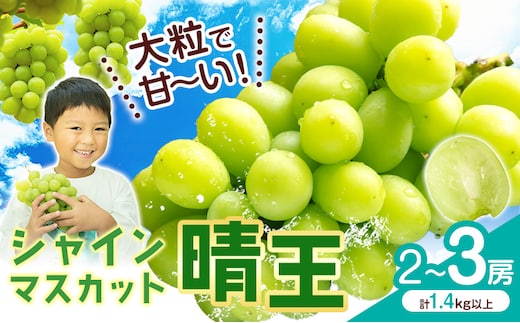 【2026年先行予約】 シャインマスカット【晴王】 岡山県産 2～3房(計1.4kg以上) 株式会社Myself《2026年9月上旬-10月下旬頃出荷》マスカット 送料無料 岡山県 浅口市 ぶどう フルーツ 果物 贈り物 ギフト---124_c2427_9a10c_19000_3p---