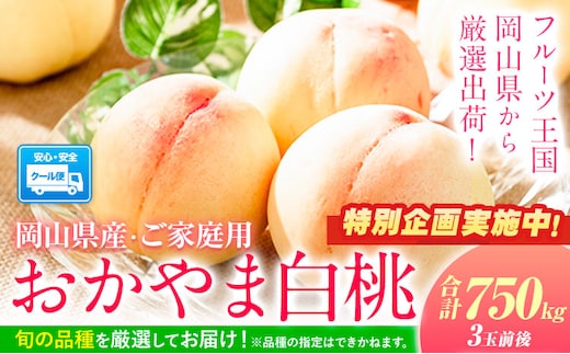 【特別企画】桃 訳あり 白桃 おかやま白桃 もも 約750g 岡山県産 ご家庭用《2026年6月下旬-9月下旬頃出荷》岡山県 浅口市 厳選出荷 白桃 黄桃 白鳳 清水白桃 おかやま夢白桃 川中島白桃 白皇 黄金桃 果物 フルーツ---asakuchi_lcl_8---