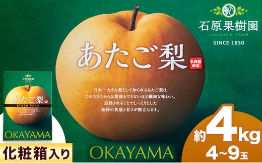 【先行予約】梨 あたご梨 4 ～ 9玉 計4kg 化粧箱 石原果樹園 《11月中旬-12月下旬頃より発送予定》岡山県 浅口市 フルーツ 果物 ギフト 贈り物 国産 岡山県産 送料無料---124_3171_11b12c_25_22000_4kg---