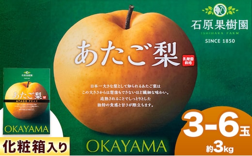 【先行予約】あたご梨 3～6玉 約3kg 化粧箱 石原果樹園 赤秀 《11月中旬-12月下旬頃より発送予定》岡山県 浅口市 梨 なし 果物 フルーツ くだもの あたご---124_3170_11b12c_25_19000_3kg---