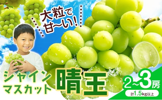 【2026年先行予約】シャインマスカット【晴王】 岡山県産 2～3房(計1.5kg以上) 株式会社Myself《2026年9月上旬-10月下旬頃出荷》マスカット 送料無料 岡山県 浅口市 ぶどう フルーツ 果物 贈り物 ギフト---124_c2428_9a10c_20000_3p---