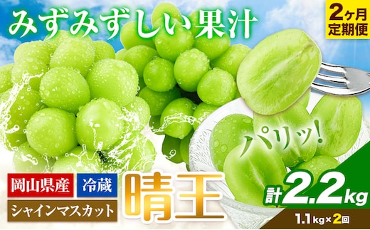 【2026年先行予約】ぶどう 2ヶ月 定期便 シャインマスカット 晴王 約1.1kg 岡山県産《9月上旬-10月末頃出荷》 ハレノフルーツ マスカット 送料無料 岡山県 浅口市 フルーツ 果物 贈り物 ギフト 国産 岡山県産【配送不可地域あり】（北海道・沖縄・離島）---124_c1957_25_53500_sep2_tei---