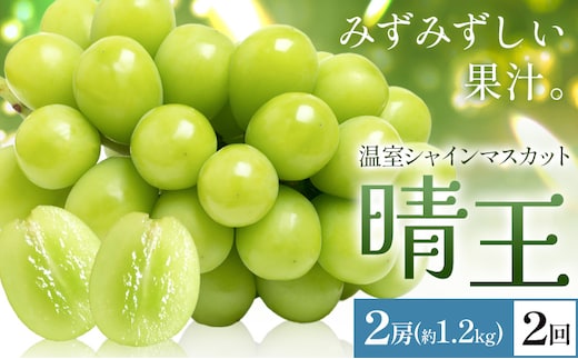 【2026年発送先行予約】シャインマスカット 温室 晴王 2房(合計約1.2kg) 2回お届け シャイン マスカット《2026年7月中旬-8月中旬頃出荷》晴レ乃青果 (岡山中央卸売市場店(富士紙工 有限会社)) 送料無料 岡山県 浅口市 フルーツ 果物 岡山県産【配送不可地域あり】---124_c2225_7b8b_86000_jul2_tei---
