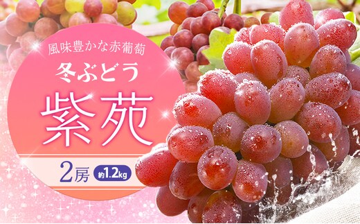 【2027年先行予約】冬ぶどう「紫苑」2房約1.2kg 環山堂株式会社《2027年10月下旬-11月下旬頃出荷》岡山県 浅口市 【配送不可地域あり】（北海道・沖縄・離島）---asakuchi_ksd_7_26---