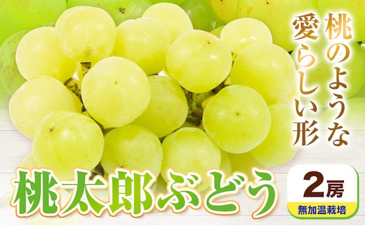 【先行予約】岡山県産 桃太郎ぶどう 2房 無加温栽培【配送不可地域あり】《9月上旬-10月中旬頃に出荷予定(土日祝除く)》有限会社ホーティカルチャー神島---124_c3558_9a10b_25_23500_2h---
