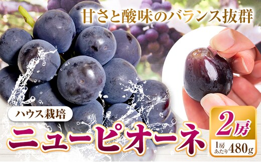 【先行予約】ニューピオーネ 2房 480g以上 加温栽培 有限会社ホーティカルチャー神島《2026年7月中旬-8月中旬頃出荷》岡山県 浅口市 ぶどう ピオーネ フルーツ 旬 果物 国産 岡山県産 送料無料 冷蔵【配送不可地域あり】---124_c3571_7b8b_25_18500_2h---