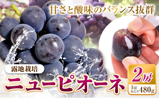 【先行予約】ニューピオーネ 2房 480g以上 露地栽培 有限会社ホーティカルチャー神島《2026年9月中旬-10月中旬頃出荷》岡山県 浅口市 ぶどう ピオーネ フルーツ 旬 果物 国産 岡山県産 送料無料 冷蔵【配送不可地域あり】---124_c3575_9b10b_25_18000_2h---