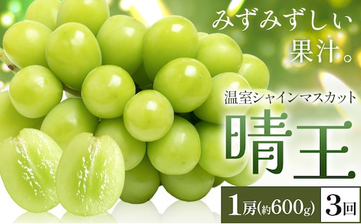 【2026年発送先行予約】シャインマスカット 温室 晴王 1房(約600g) 3回お届け シャイン マスカット《2026年7月中旬-9月中旬頃出荷》晴レ乃青果 (岡山中央卸売市場店(富士紙工 有限会社)) 送料無料 岡山県 浅口市 フルーツ 果物 岡山県産【配送不可地域あり】---124_c2227_7b9b_69000_jul3_tei---