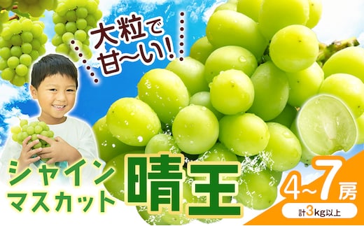 【2026年先行予約】 シャインマスカット【晴王】 岡山県産 4～7房(計3kg以上)株式会社Myself《2026年9月上旬-10月下旬頃出荷》マスカット 送料無料 岡山県 浅口市 ぶどう フルーツ 果物 贈り物 ギフト---124_c2431_9a10c_34500_7p---