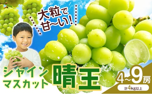【2026年先行予約】 シャインマスカット【晴王】 岡山県産 4～9房(計4kg以上)株式会社Myself《2026年9月上旬-10月下旬頃出荷》マスカット 送料無料 岡山県 浅口市 ぶどう フルーツ 果物 贈り物 ギフト---124_c2432_9a10c_52000_9p---