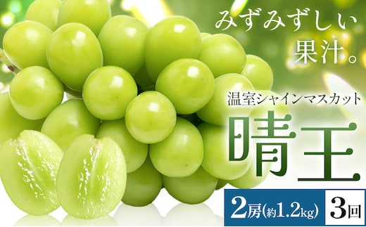 【2026年発送先行予約】シャインマスカット 温室 晴王 2房(合計約1.2kg) 3回お届け シャイン マスカット《2026年7月中旬-9月中旬頃出荷》晴レ乃青果 (岡山中央卸売市場店(富士紙工 有限会社)) 送料無料 岡山県 浅口市 フルーツ 果物 岡山県産【配送不可地域あり】---124_c2229_7b9b_124000_jul3_tei---