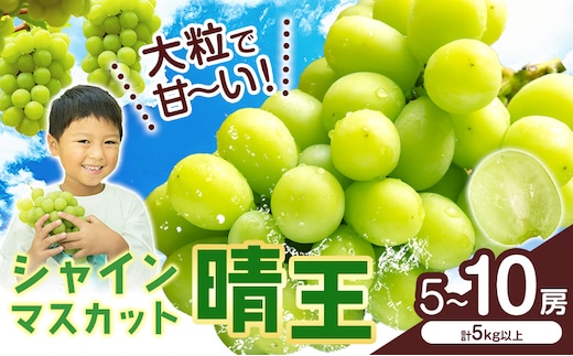 【2026年先行予約】 シャインマスカット【晴王】 岡山県産 5～10房(計5kg以上)株式会社Myself《2026年9月上旬-10月下旬頃出荷》マスカット 送料無料 岡山県 浅口市 ぶどう フルーツ 果物 贈り物 ギフト---124_c2433_9a10c_65500_10p---
