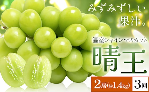 【2026年発送先行予約】シャインマスカット 温室 晴王 2房(合計約1.4kg) 3回お届け シャイン マスカット《2026年7月中旬-9月中旬頃出荷》晴レ乃青果 (岡山中央卸売市場店(富士紙工 有限会社)) 送料無料 岡山県 浅口市 フルーツ 果物 岡山県産【配送不可地域あり】---124_c2230_7b9b_142000_jul3_tei---