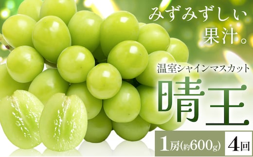 【2026年発送先行予約】シャインマスカット 温室 晴王 1房(約600g) 4回お届け シャイン マスカット《2026年7月中旬-10月中旬頃出荷》晴レ乃青果 (岡山中央卸売市場店(富士紙工 有限会社)) 送料無料 岡山県 浅口市 フルーツ 果物 岡山県産【配送不可地域あり】---124_c2231_7b10b_88000_jul4_tei---