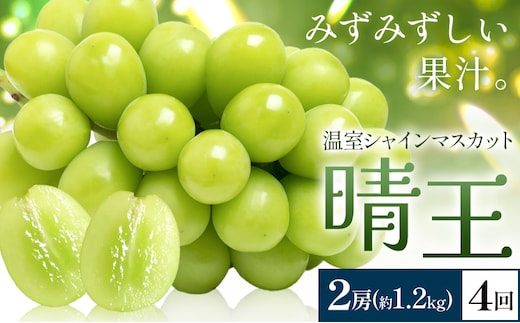 【2026年発送先行予約】シャインマスカット 温室 晴王 2房(合計約1.2kg) 4回お届け シャイン マスカット《2026年7月中旬-10月中旬頃出荷》晴レ乃青果 (岡山中央卸売市場店(富士紙工 有限会社)) 送料無料 岡山県 浅口市 フルーツ 果物 岡山県産【配送不可地域あり】---124_c2233_7b10b_165000_jul4_tei---