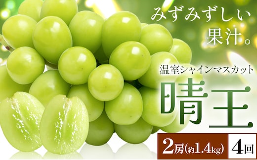 【2026年発送先行予約】シャインマスカット 温室 晴王 2房(合計約1.4kg) 4回お届け シャイン マスカット《2026年7月中旬-10月中旬頃出荷》晴レ乃青果 (岡山中央卸売市場店(富士紙工 有限会社)) 送料無料 岡山県 浅口市 フルーツ 果物 岡山県産【配送不可地域あり】---124_c2234_7b10b_180000_jul4_tei---