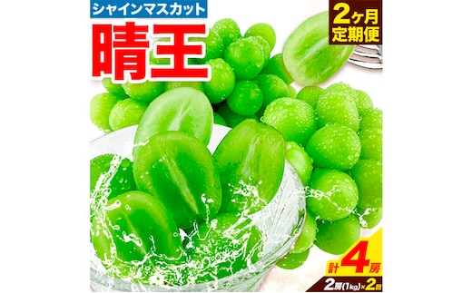 【2026年先行予約】ぶどう 2ヶ月 定期便 シャインマスカット 晴王 岡山県産 2房 約1kg《9月上旬-10月末頃出荷》 ハレノフルーツ マスカット 送料無料 岡山県 浅口市 フルーツ 果物 贈り物 ギフト 国産 岡山県産 くだもの 【配送不可地域あり】（北海道・沖縄・離島）---124_c1956_25_50000_sep2_tei---