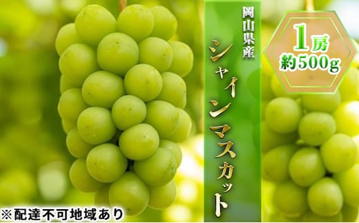 ぶどう 2026年 先行予約 シャイン マスカット 1房 約500g ブドウ 葡萄 岡山県産 国産 フルーツ 果物 ギフト